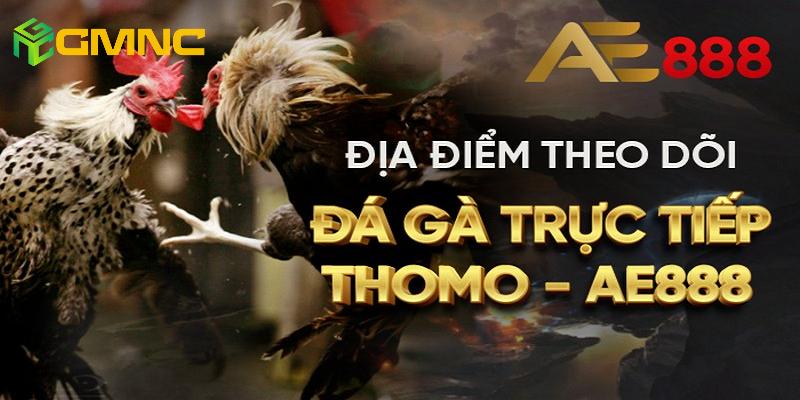 AE888 - trang nhà cái đá gà thomo được đánh giá rất cao